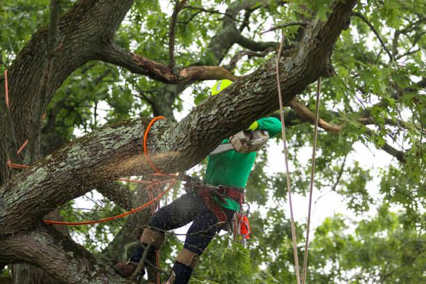 Best Tree Disease Treatment  in Riner, VA